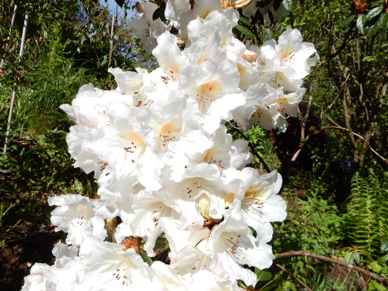 'Lady Alice Fitzwilliam' AGM